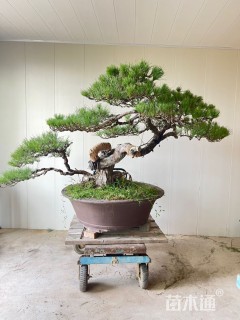 高度150厘米黑松