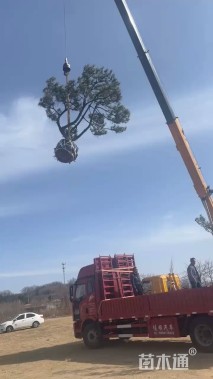 高度280厘米黑松