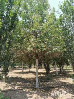 15公分大叶女贞