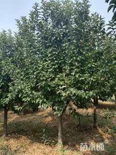 12公分绚丽海棠