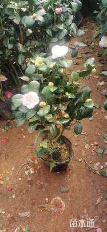 高度50厘米茶花