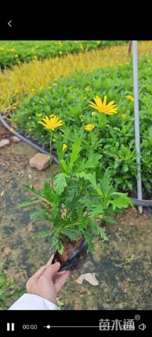 高度20厘米木春菊