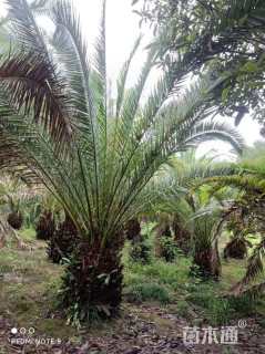 裸干高60厘米加拿利海枣