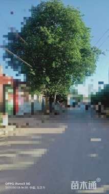 高度10000厘米柘树