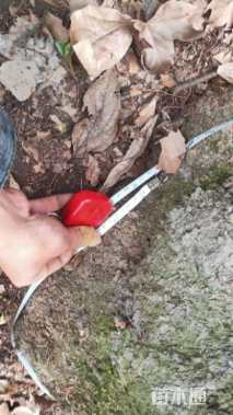 高度580厘米蜡梅