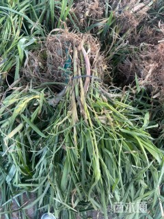 高度80厘米芦苇