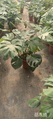 50厘米龟背竹