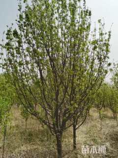 12公分八棱海棠