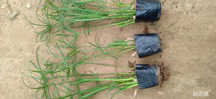 高度25厘米旱伞草