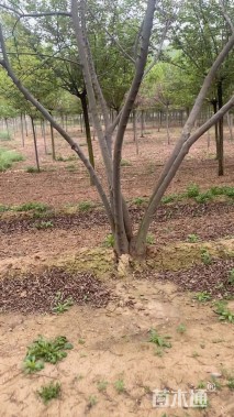 高度700厘米丛生三角枫