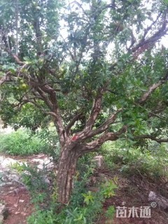 高度300厘米石榴