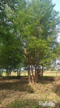 8公分(5杆)丛生乌桕