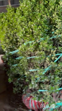 冠幅100厘米瓜子黄杨球