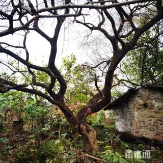 50公分紫叶碧桃