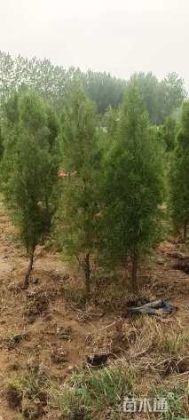 高度50厘米黑松