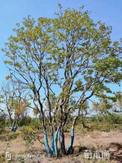 80公分(5杆)丛生乌桕