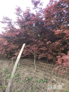 12公分日本红枫