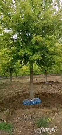 15公分金叶复叶槭