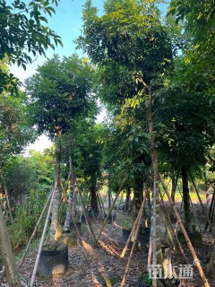 12公分海南红豆