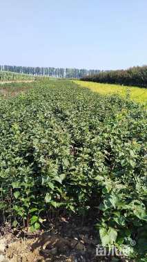 高度40厘米胶东卫矛