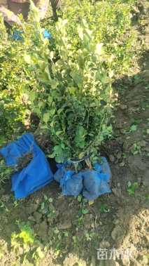 高度60厘米卫矛