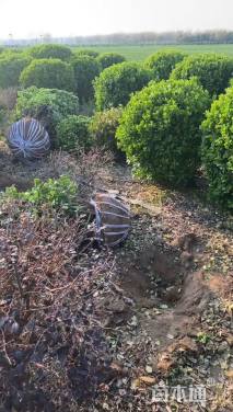 冠幅120厘米卫矛球