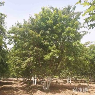 高度600厘米丛生五角枫