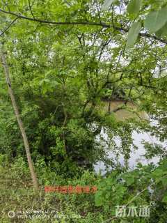 30公分造型乌桕