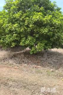 高度450厘米丛生桂花