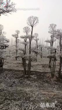 2.5公分造型金叶榆