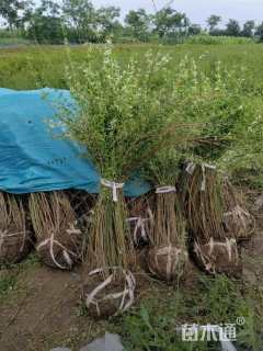 高度100厘米迎春花