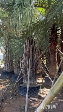 裸干高300厘米布迪椰子