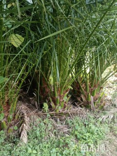 裸干高80厘米加拿利海枣