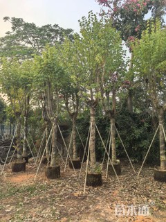 高度380厘米紫荆