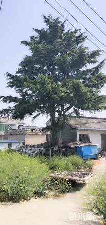 高度2000厘米雪松