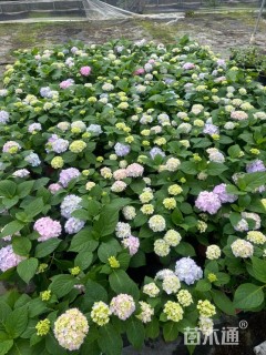 高度45厘米八仙花