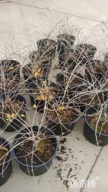 高度60厘米圆锥绣球