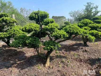 原生苗造型罗汉松