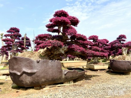 60公分造型红花继木桩