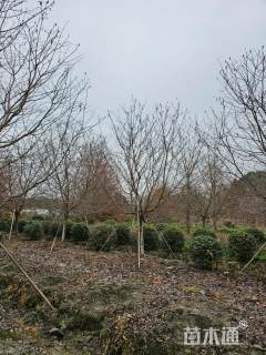 13公分红粉佳人