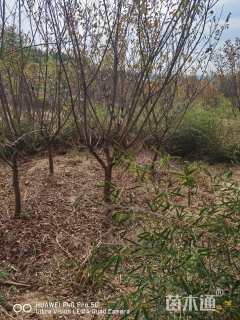 15公分日本晚樱