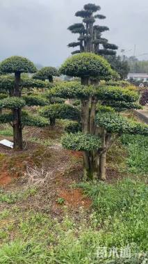 20公分造型小叶女贞