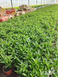 高度15厘米五星花