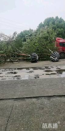 30公分丛生香橼