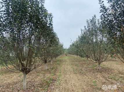 12公分北美海棠