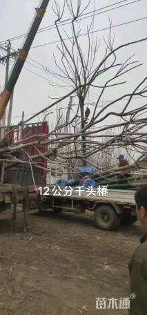 13公分千头椿