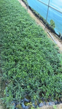 高度150厘米三角梅