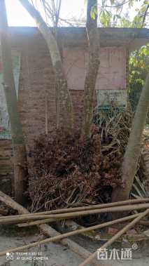 22公分马拉巴栗