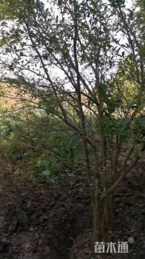 高度300厘米丛生花石榴