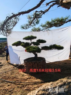 高度450厘米古松